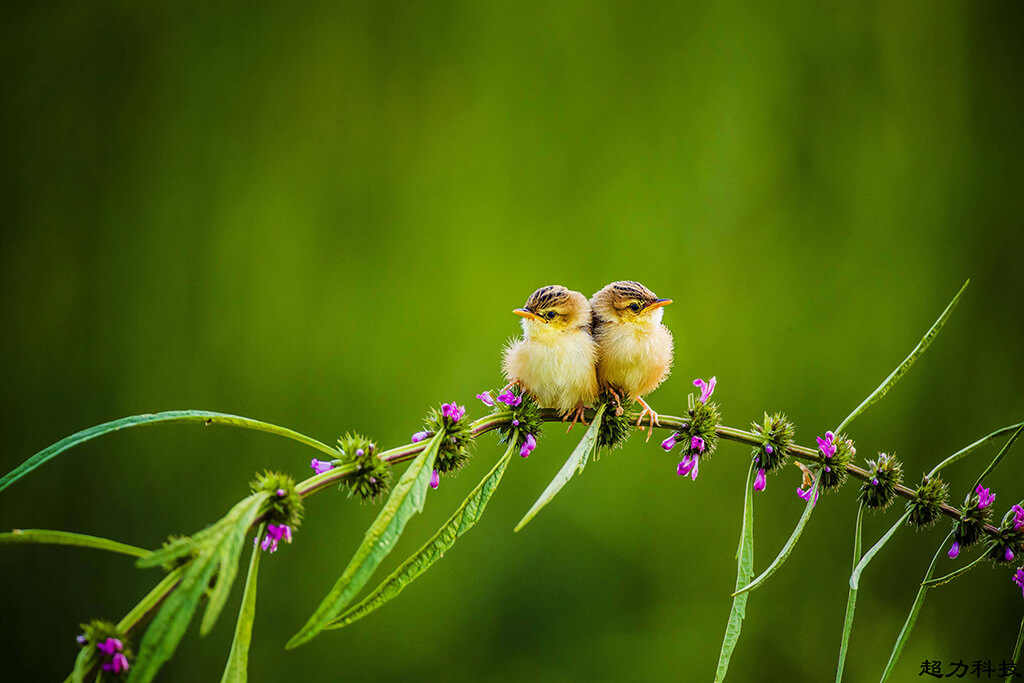 2019平遥国际摄影大展-吴建华先生作品《又闻鸟鸣逢春中》